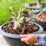 Florida gardeners get far better desert rose starts when they stop rooting cuttings like houseplants