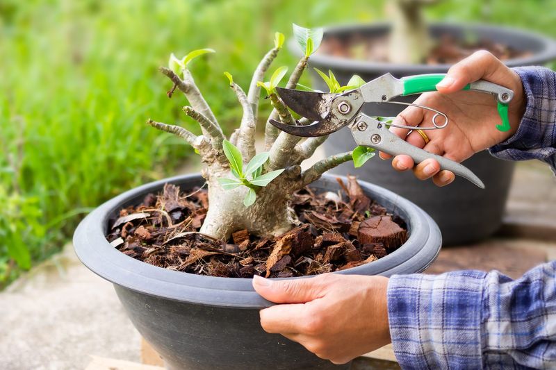 Florida gardeners get far better desert rose starts when they stop rooting cuttings like houseplants