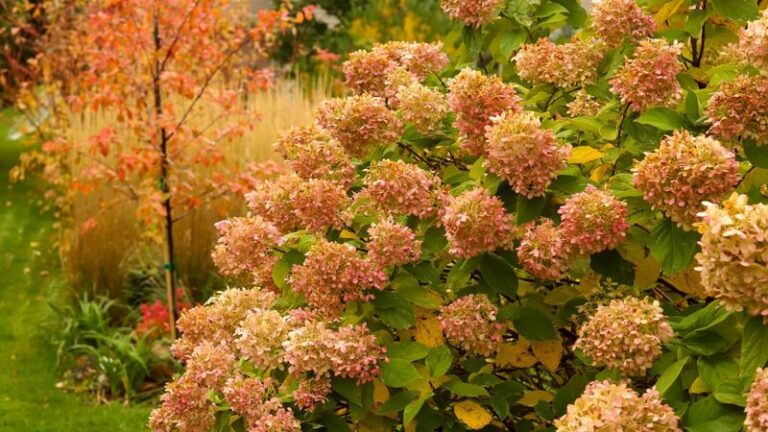 Do These 3 Things for Your Hydrangeas This Fall, and Skip the 2 That Quietly Cost You Next Year’s Blooms