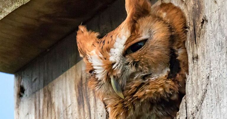 Screech Owls Hunt the Voles Wrecking Your North Carolina Garden Beds When You Give Them a Roost