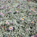 The California Native Groundcovers That Cover Bare Soil Fast Without Taking Over the Whole Bed