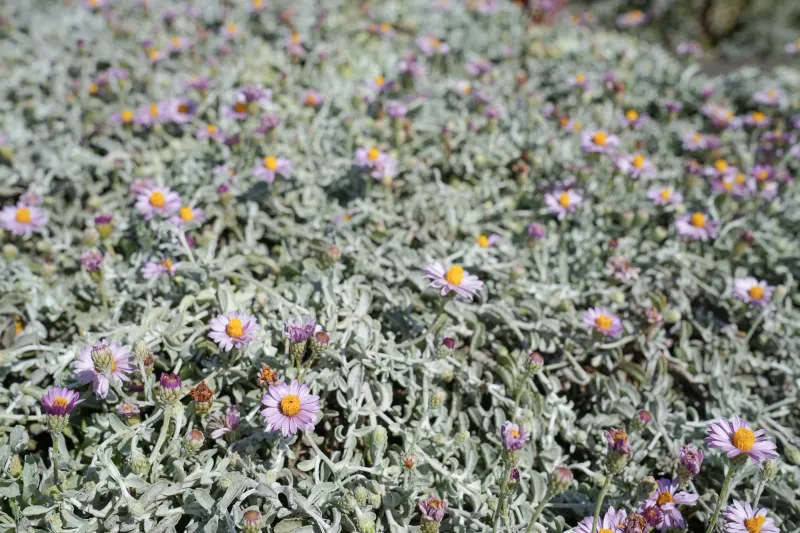 The California Native Groundcovers That Cover Bare Soil Fast Without Taking Over the Whole Bed