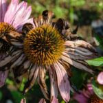 Your Coneflowers Bloom Weak and Sparse Because of One Care Slip — Here’s What to Fix Now