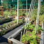 If You Want a Fall Vegetable Harvest, Right Now Is When These Crops Need to Go In the Ground