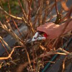 The One Thing North Carolina Blueberry Bushes Need in Late Winter or They Quietly Stop Fruiting