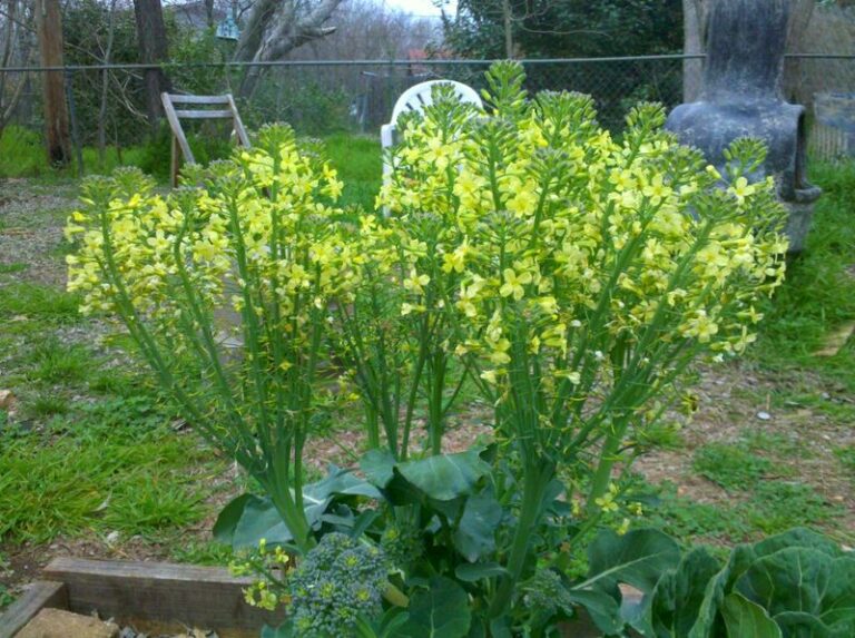 Your Central Texas Broccoli Heads May Be Loosening Because of a Fall Warm Spell