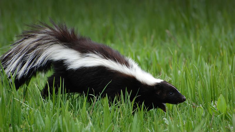 A California striped skunk is closer to house-cat size