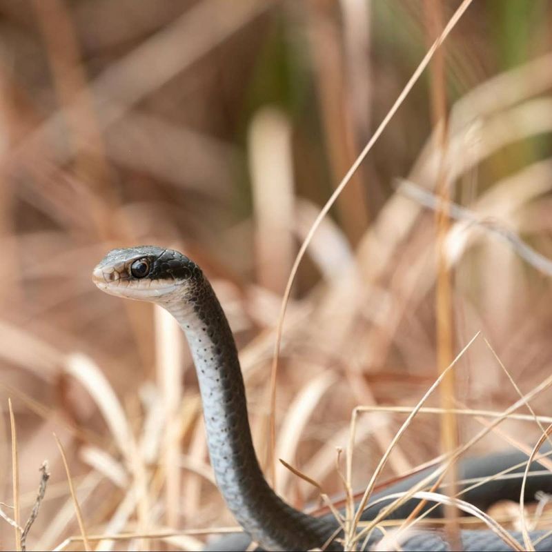 A Chase Near Lizards or Other Small Prey
