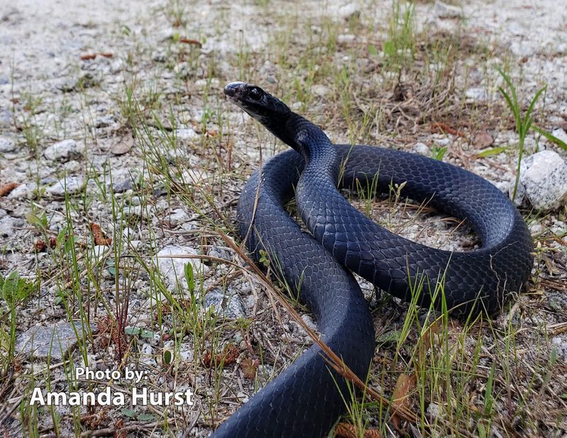 A Dark Snake That Vanishes in a Flash