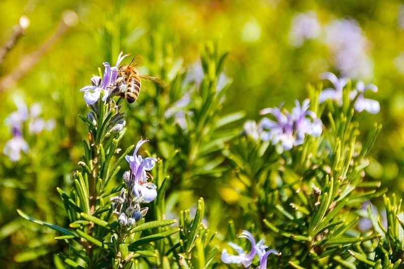 A Flowering Stop for Visiting Bees