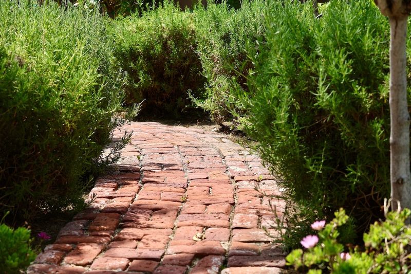 A Fragrant Border Along Sunny Walkways