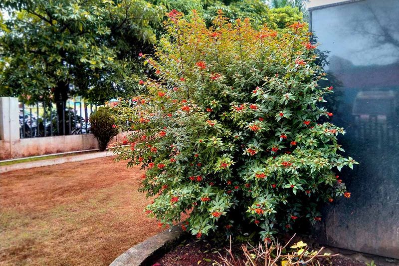 A Full-Sun Backyard Border A Full-Sun Backyard Border