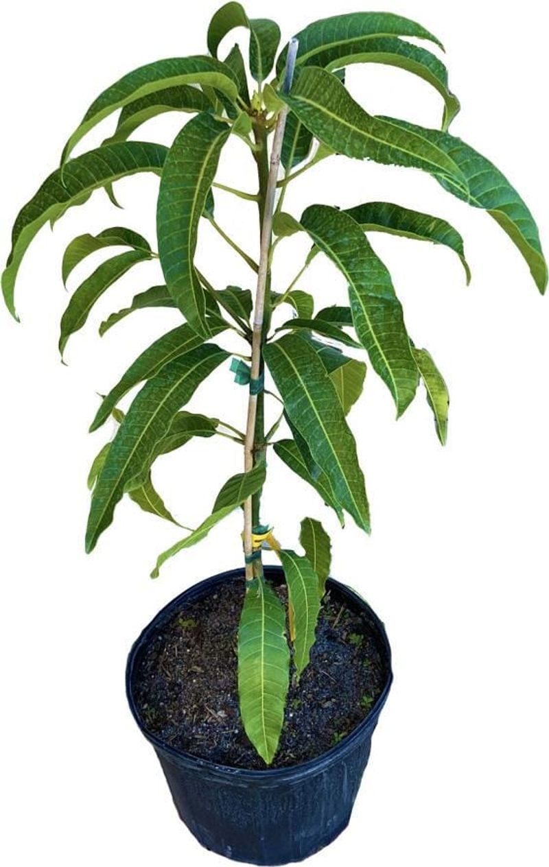A Grafted Variety Is Worth Choosing Carefully A Grafted Variety Is Worth Choosing Carefully