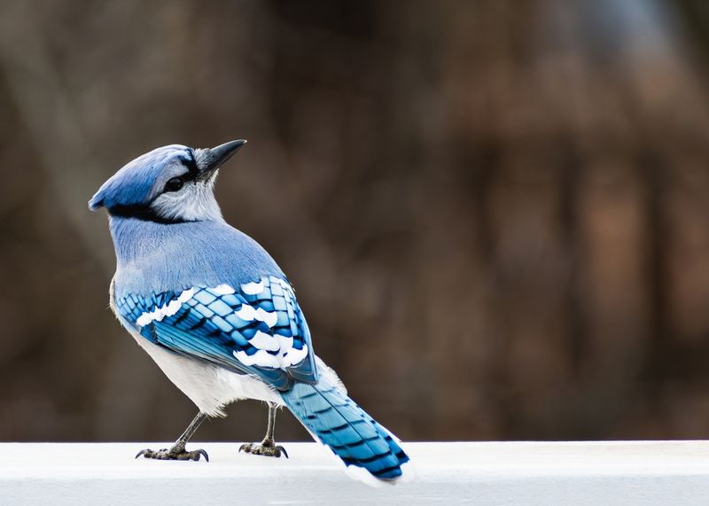 A Jay’s visit does not identify a single food source