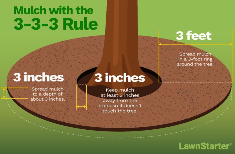 A Mulch Ring Pulled Back From the Trunk