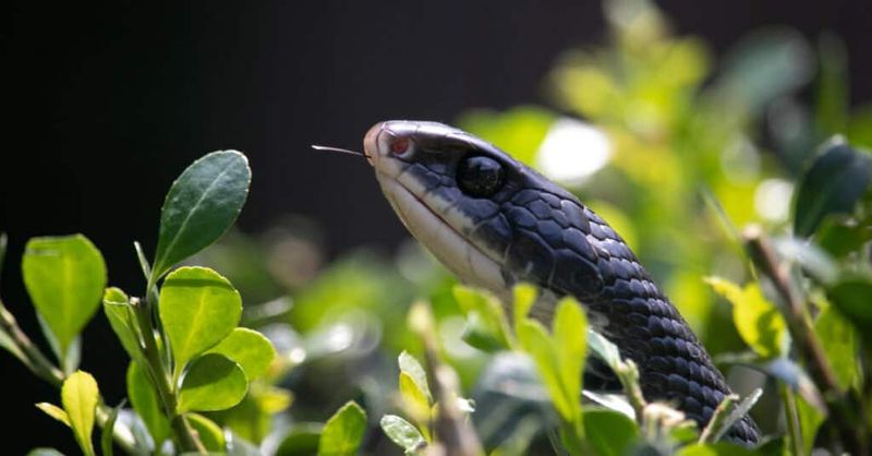 A Pale Chin Beneath a Black Head