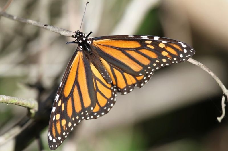 A Passing Monarch Does Not Diagnose Your Yard