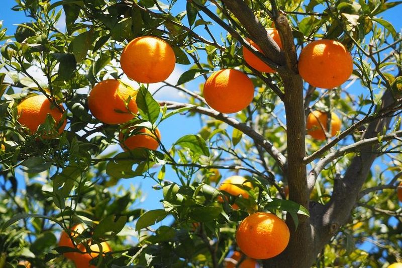 A Pause on Nitrogen Fertilizer