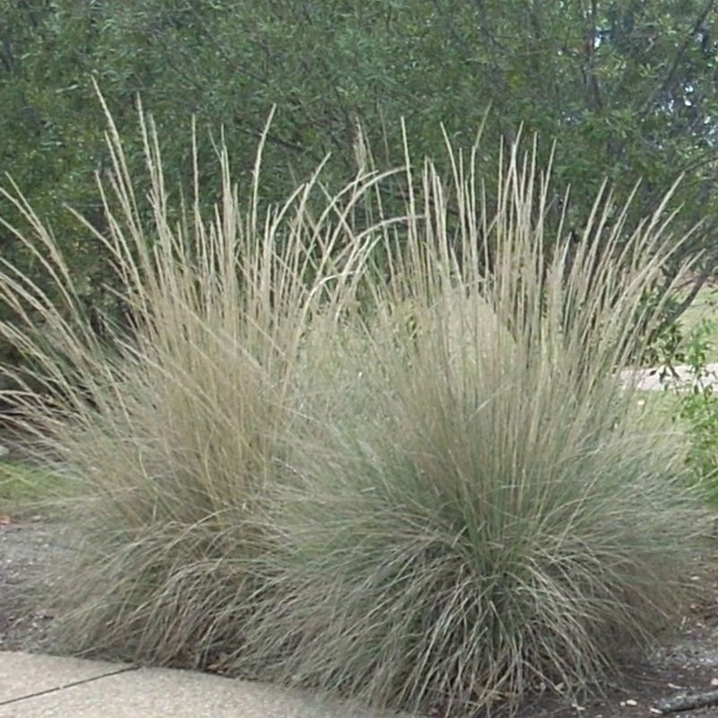 A Related Plume Effect, Not a Pampas Match A Related Plume Effect, Not a Pampas Match
