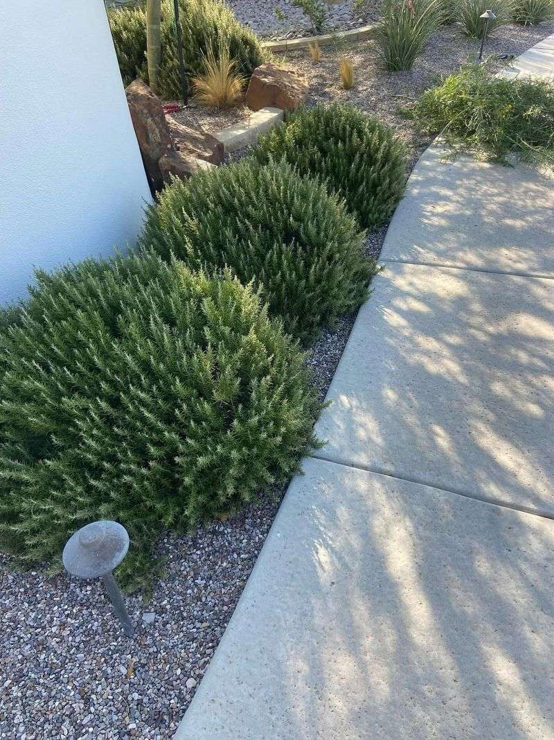 A Rosemary’s Site and Variety Shape Its Cold Risk A Rosemary’s Site and Variety Shape Its Cold Risk