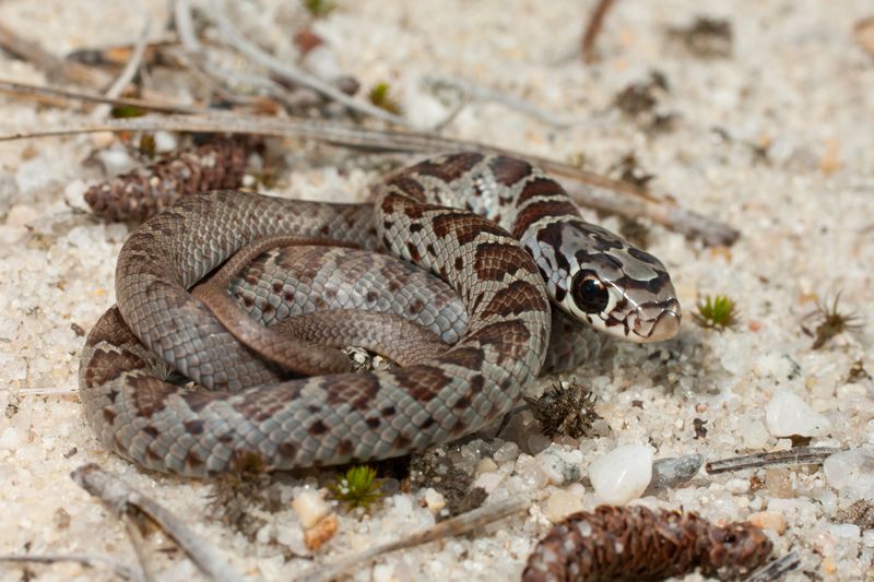 A Small, Patterned Young Racer