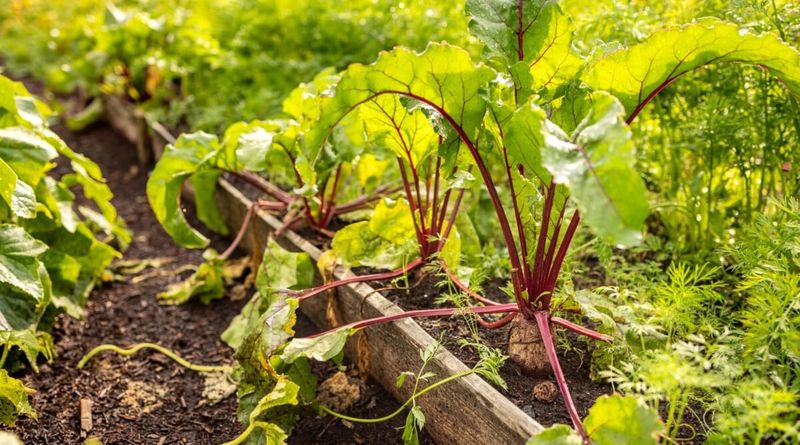A Southern growing season does not guarantee cold storage