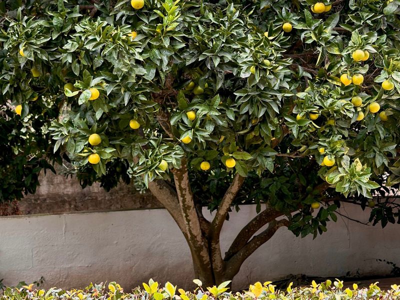 A Tree Can Hold Lemons at Different Stages