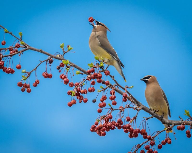 A Waxwing Visit Points First to Food
