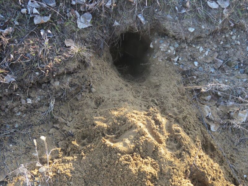 A Yard Hole Does Not Identify Its Maker