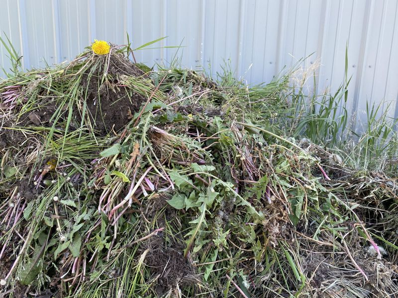 A backyard pile may not sanitize every seed or pathogen