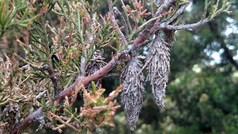 A bagworm case is a portable silk shelter