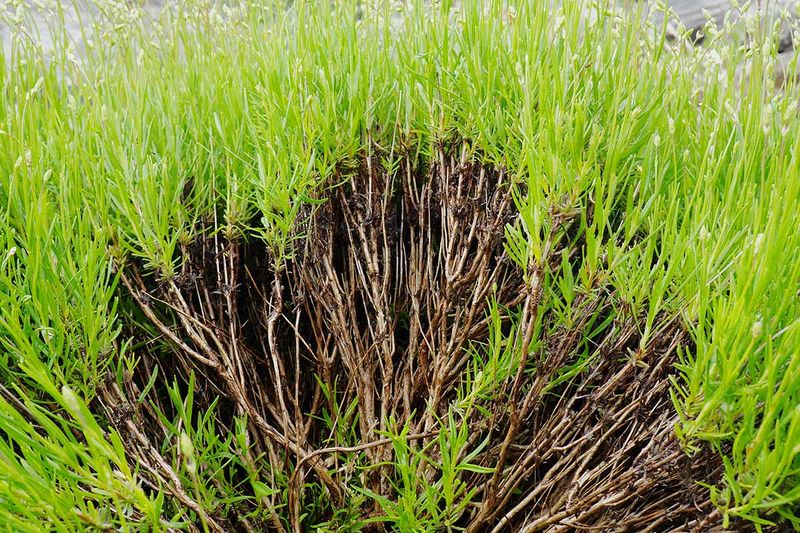 A bare, woody plant may not recover from a hard cut