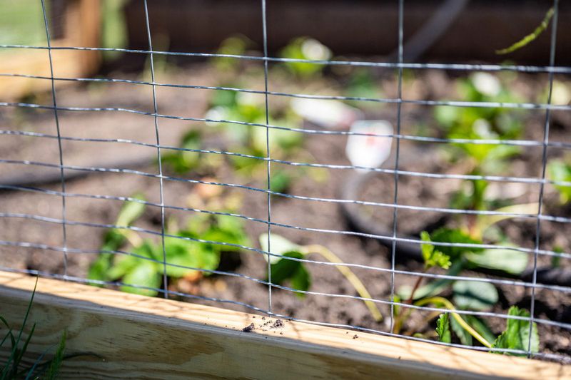 A barrier protects valued plants directly A barrier protects valued plants directly