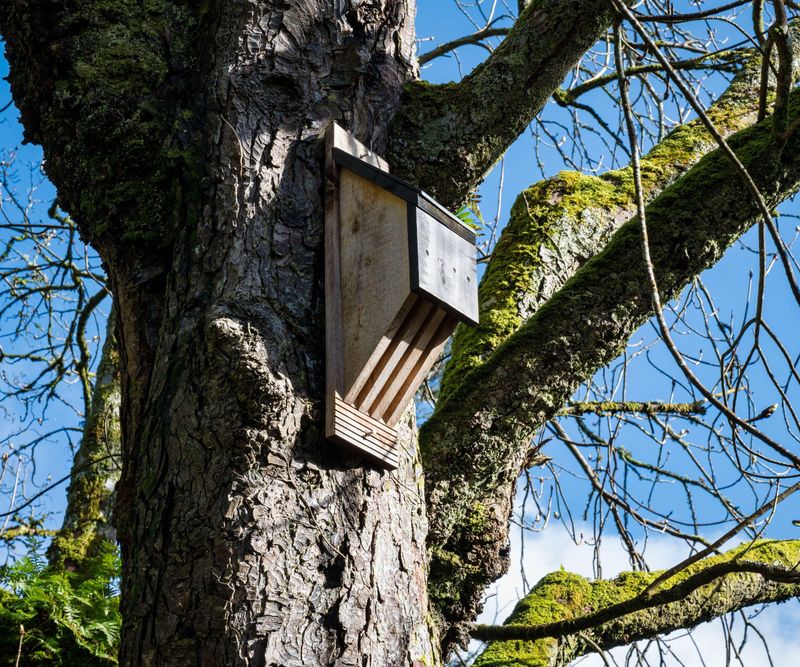 A bat house offers roosting space to some North Carolina bats
