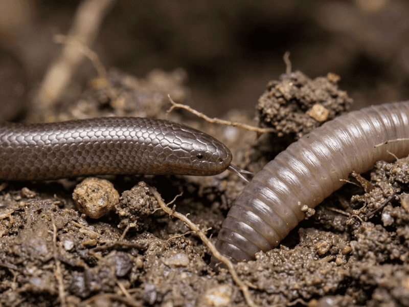 A blindsnake has clues an earthworm lacks
