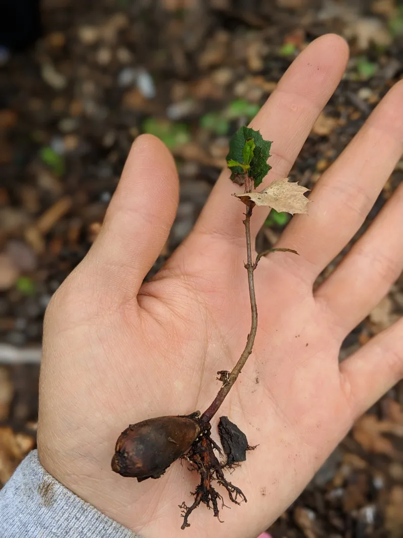 A buried acorn still has a long way to go