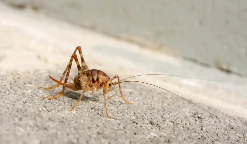A casual sighting cannot confirm the cricket’s identity