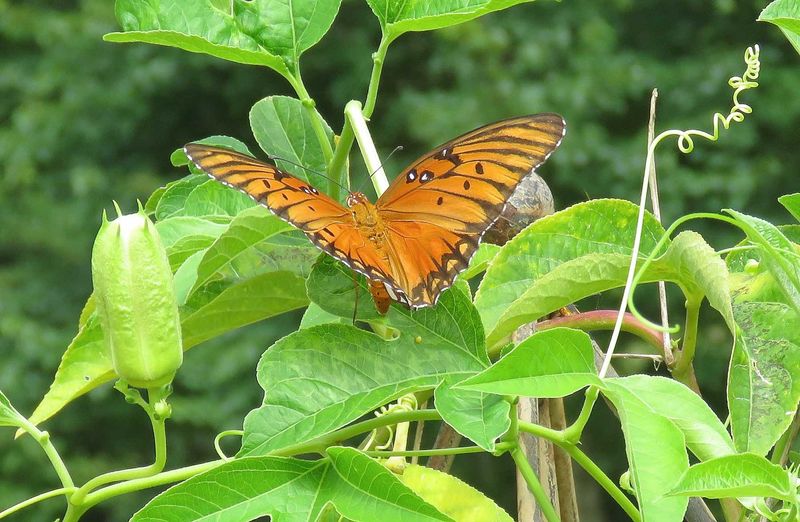 A caterpillar host plant serves a different purpose than nectar flowers A caterpillar host plant serves a different purpose than nectar flowers