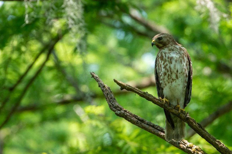 A circling hawk cannot inventory your yard