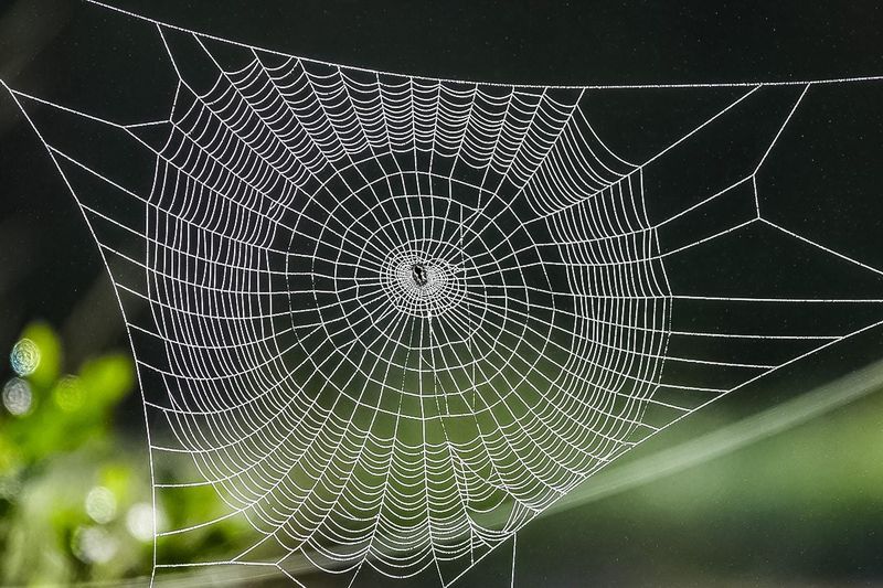 A circular web is a clue, not a complete ID A circular web is a clue, not a complete ID