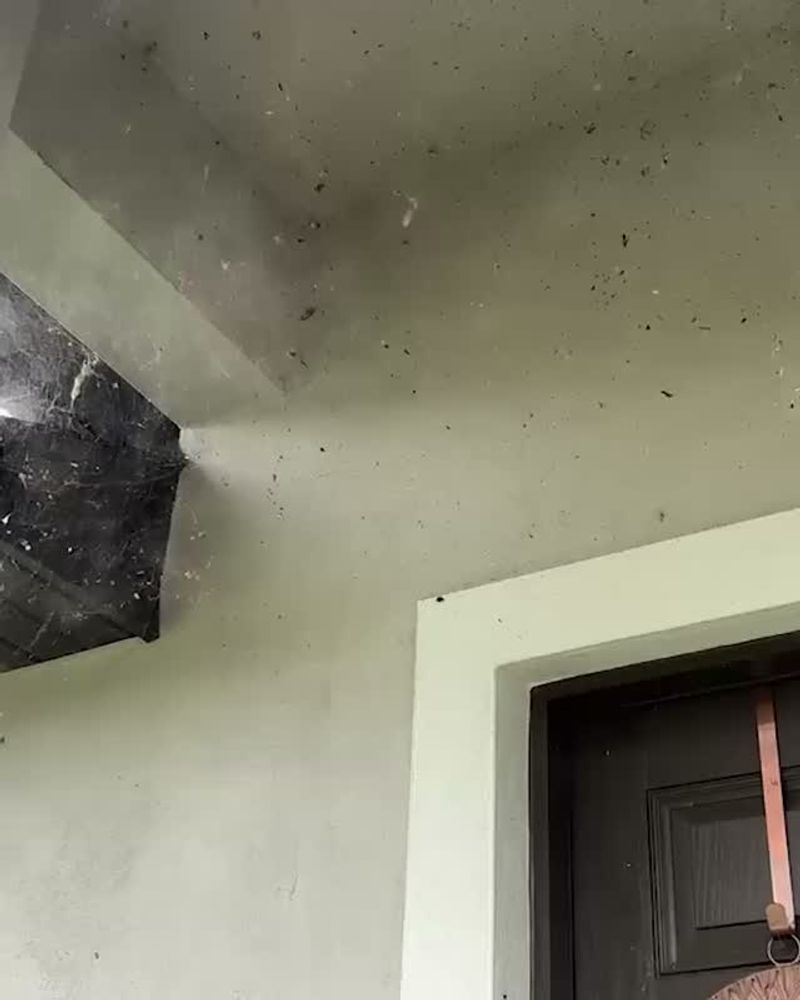 A clear entry starts with webs, plants, and sealed gaps