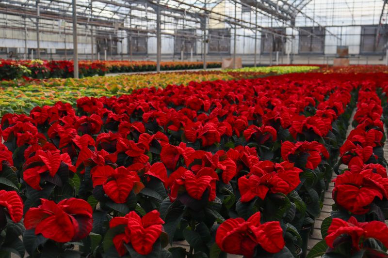 A closet can help create the long nights a poinsettia needs