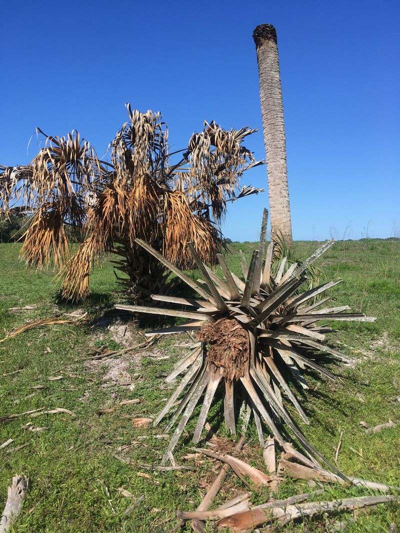 A collapsing spear signals severe damage to the growing point