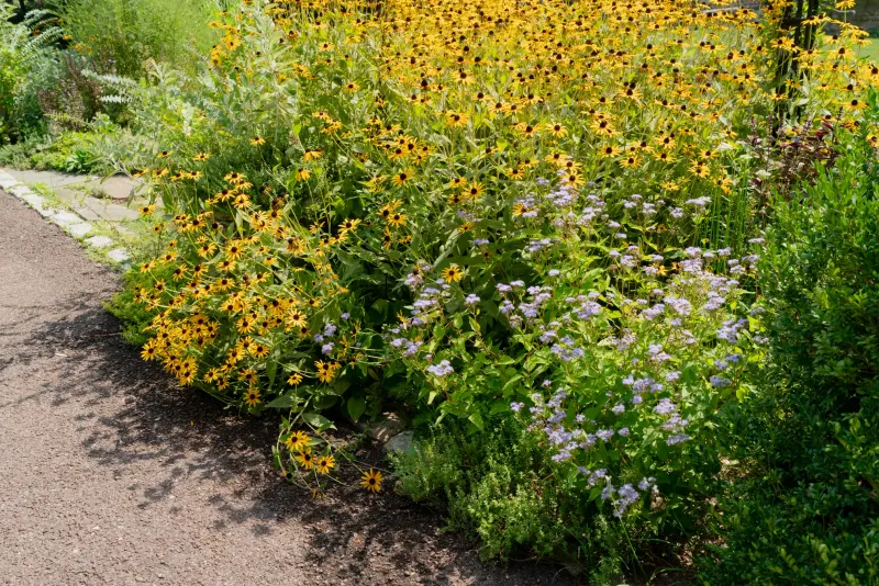 A complement to other fall flowers