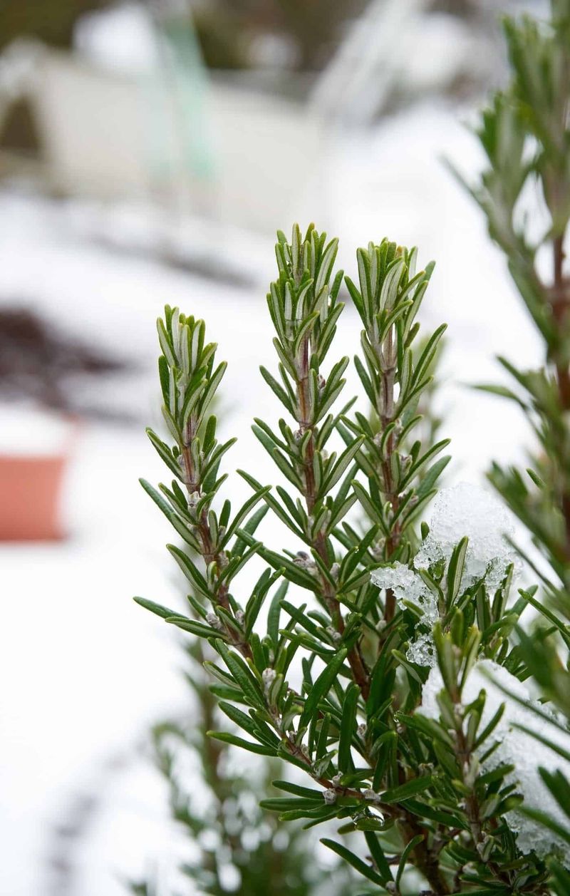 A cool, bright winter spot may help A cool, bright winter spot may help