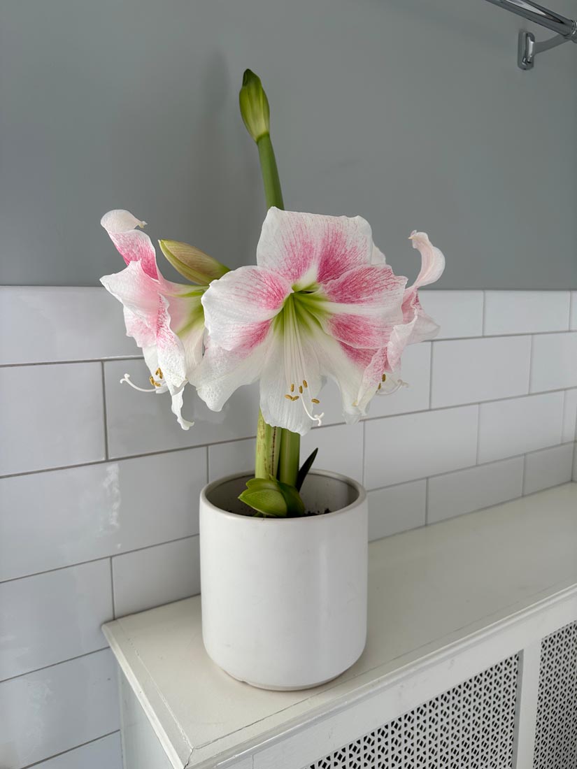 A cool, dry rest can help schedule flowering