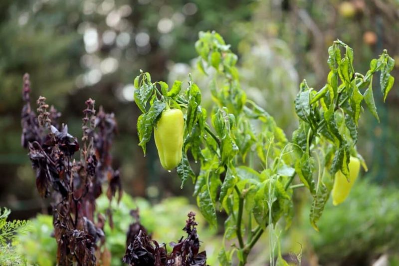 A cool night is not automatically a fruit-softening frost