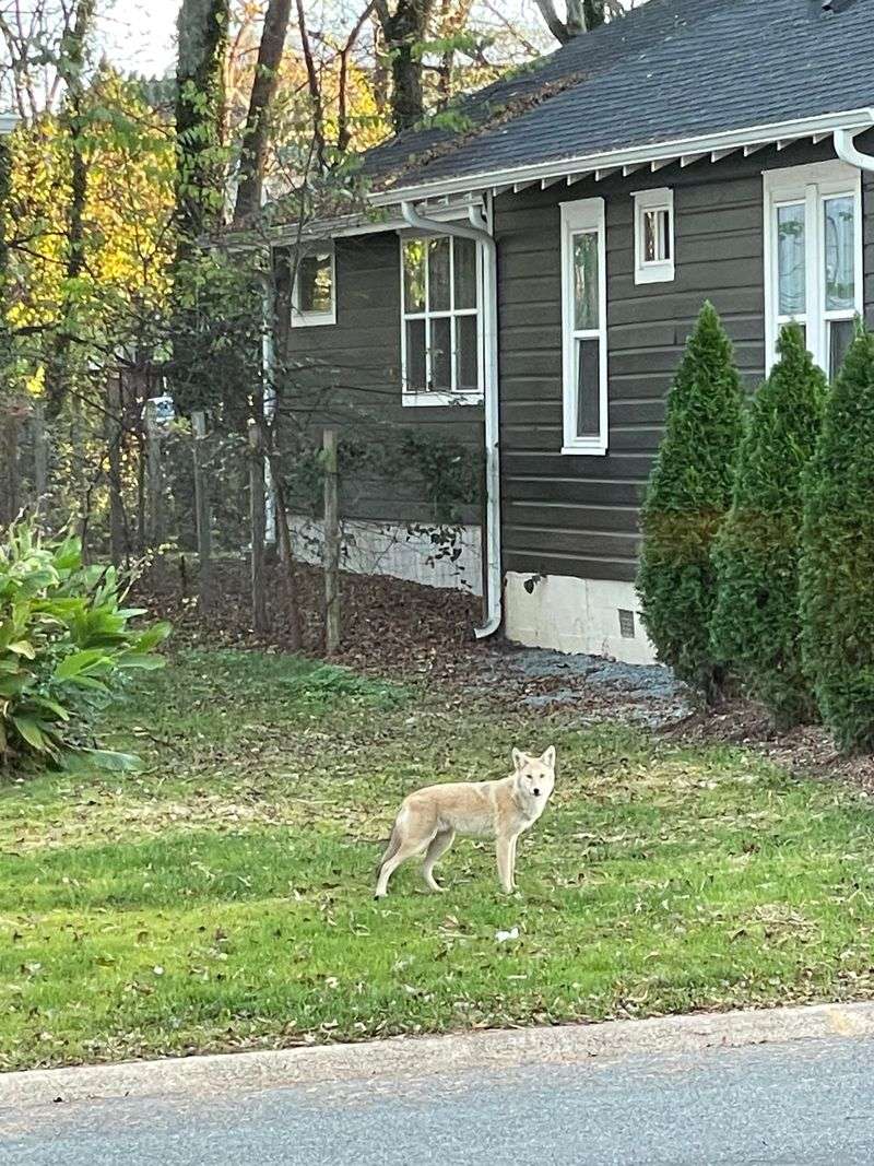 A coyote sighting is not automatically an emergency