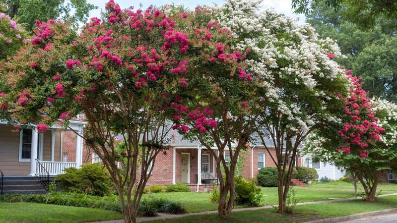 A crack alone does not show that a crape myrtle caused damage