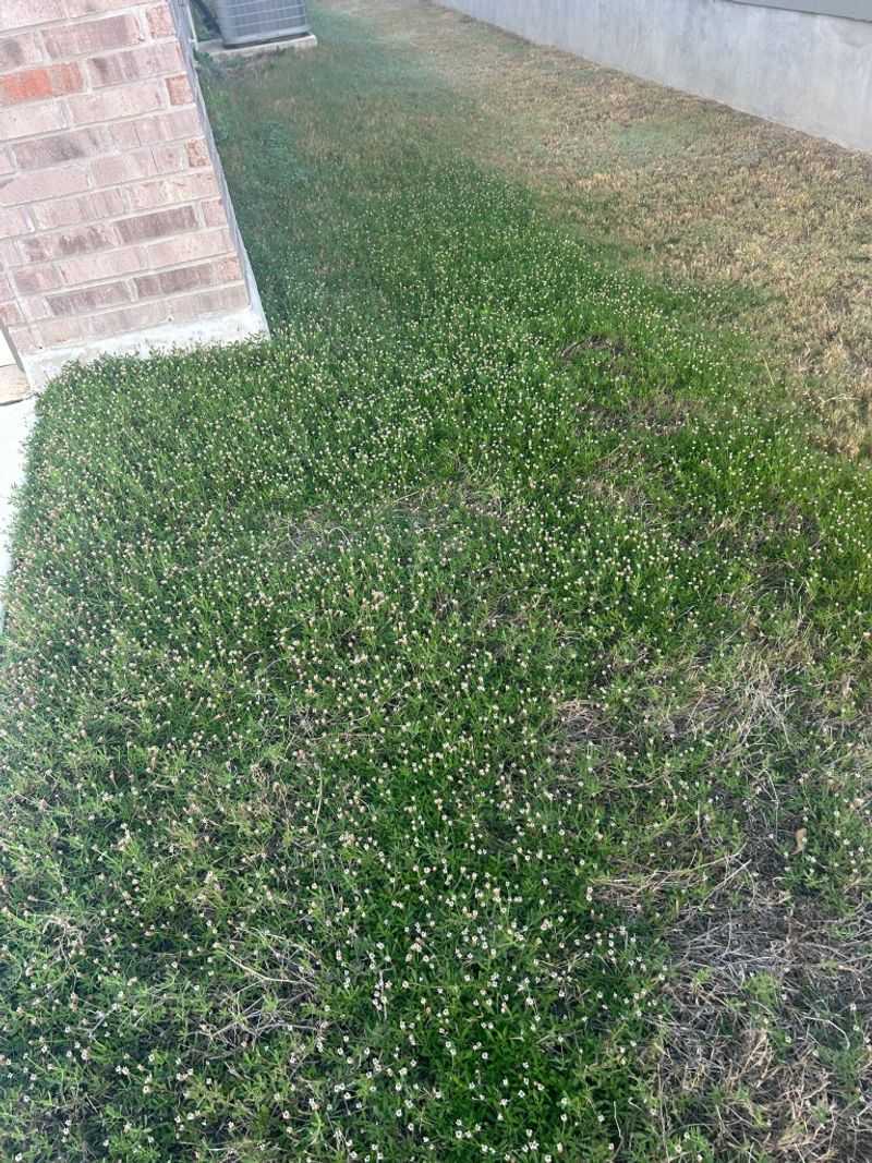 A creeping mat needs room to spread A creeping mat needs room to spread